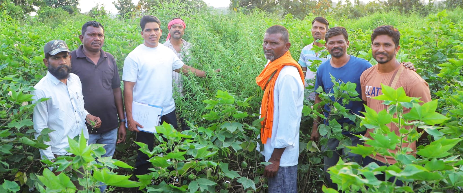 नगरवाडी येथे शेतात गांजाची लागवड,स्थानिक गन्हे शाखा यवतमाळ यांनी केली कारवाई.